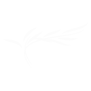 Discover Willow Park Luxury Lodges — a thriving, established lodge community in Warwickshire with only 8 vacant plots remaining and year-round living.